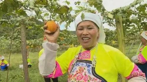 龙池吊瓜今日行情,价格波动与市场动态解析”