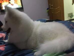 明星网红狗狗图片高清壁纸,明星网红狗狗高清壁纸集锦