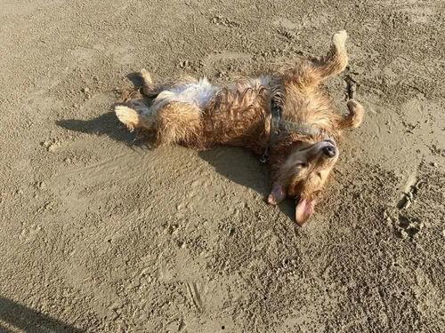 明星网红狗狗图片高清壁纸,明星网红狗狗高清壁纸集锦