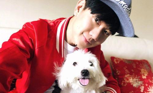 明星网红狗狗图片高清壁纸,明星网红狗狗高清壁纸集锦