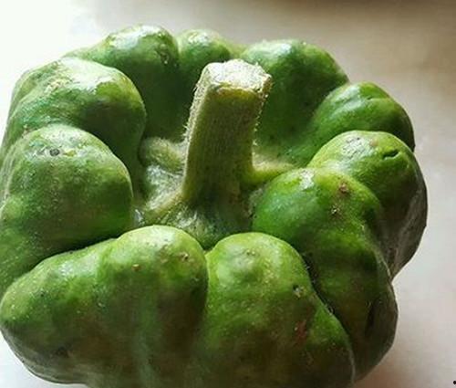 姜饼瓜今日的价格