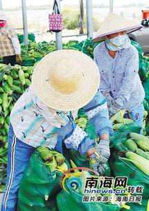瓜菜今日价格表