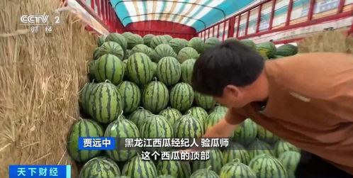 忻州今日贝贝瓜批发价格,实惠之选，品质保证