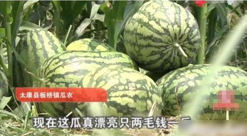 今日十元一斤的瓜,探寻夏日消暑佳品