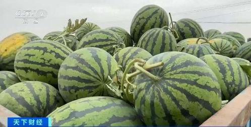 苏州今日瓜价格最新行情,新鲜上市，价格波动一览