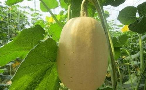 今日金丝搅瓜种子价格,市场行情一览”