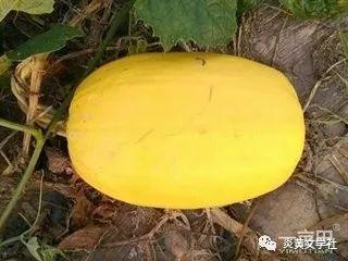 今日金丝搅瓜种子价格,市场行情一览”