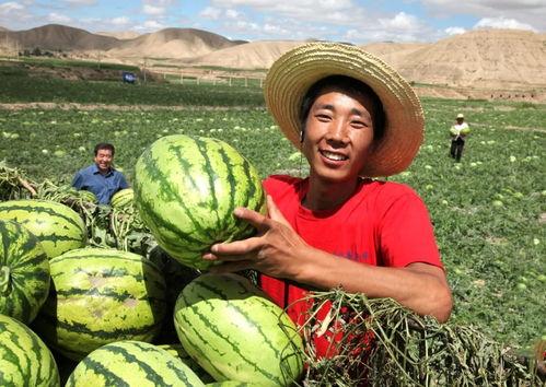 今日头条砂瓜产业发展,今日头条聚焦绿色农业发展