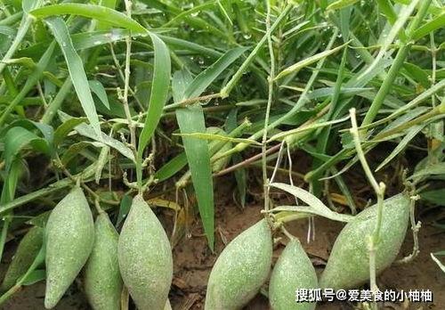 地梢瓜的今日价格,市场行情一览”