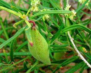 地梢瓜的今日价格,市场行情一览”
