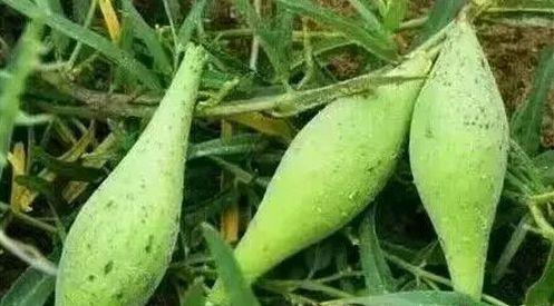 地梢瓜的今日价格,市场行情一览”