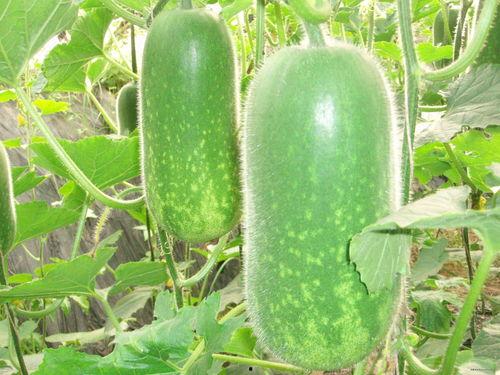 种瓜得瓜今日吃瓜专区,种瓜得瓜专区精彩呈现