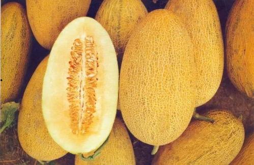 黄色哈密瓜今日价格,黄色哈密瓜价格行情一览