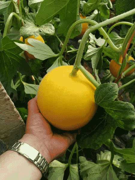 29号蜜瓜价格今日行情,价格波动解析与市场动态一览”