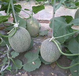 哈密瓜今日最新价格行情