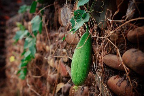 今日立秋少吃二瓜,少吃二瓜，健康度秋