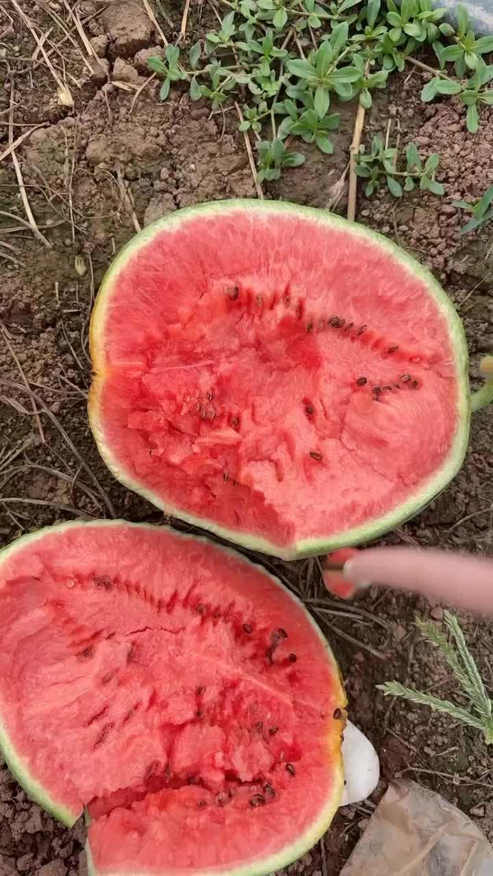 二瓜今日价格行情,价格波动解析与市场趋势洞察”