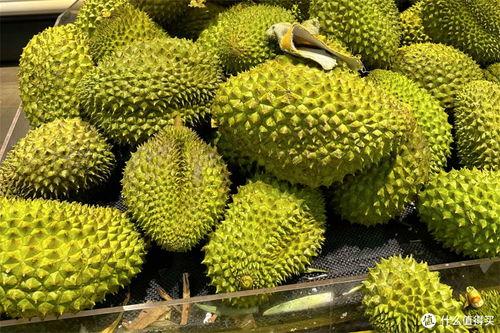 今日头条榴莲瓜园,探索热带水果的奇妙世界