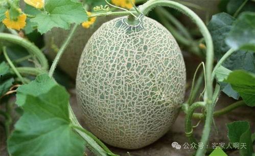 今日海南哈密瓜,热带风情中的甜蜜果实
