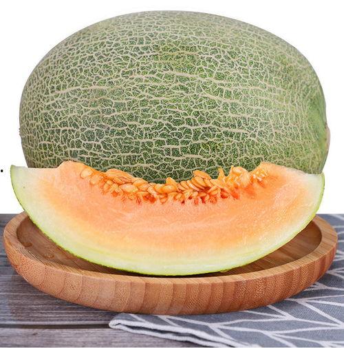 今日海南哈密瓜,热带风情中的甜蜜果实