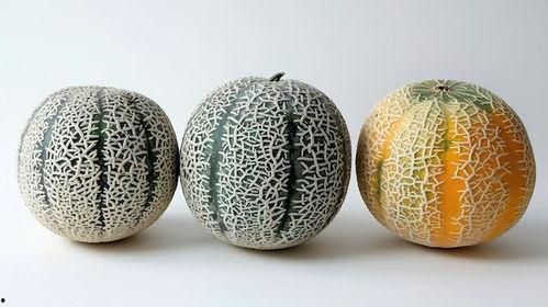 今日海南哈密瓜,热带风情中的甜蜜果实