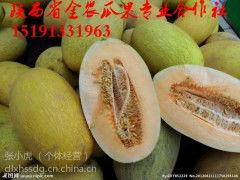 海南哈密瓜今日行情价,行情价持续走俏