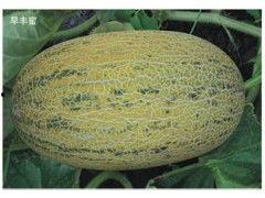 海南哈密瓜今日行情价,行情价持续走俏