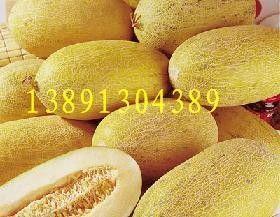 海南哈密瓜今日行情价,行情价持续走俏