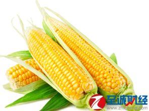 瓜州今日玉米价格表,今日行情一览