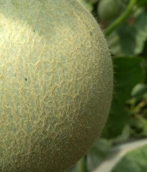 网纹瓜海阳今日价格,行情波动下的市场动态