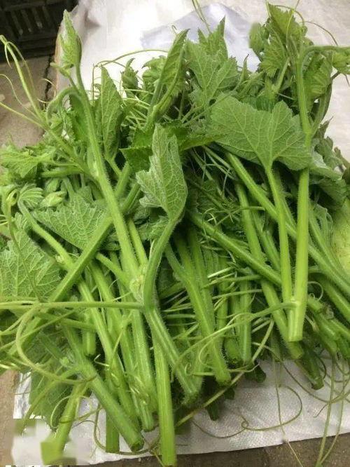 今日牛瓜条多少钱一斤