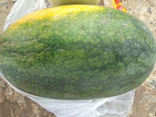 今日摘瓜什么价钱啊,今日摘瓜价格行情一览