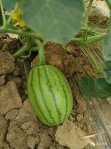 今日摘瓜什么价钱啊,今日摘瓜价格行情一览