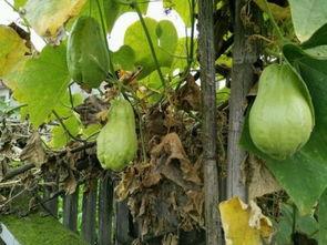 今日土耳瓜价格,今日市场行情一览”