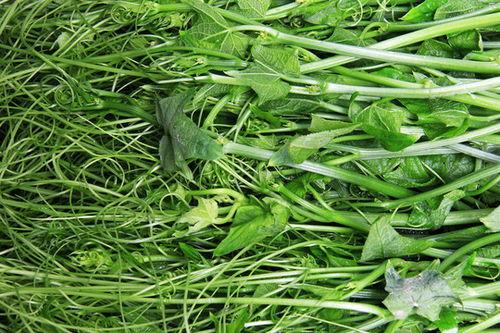 今日土耳瓜价格,今日市场行情一览”