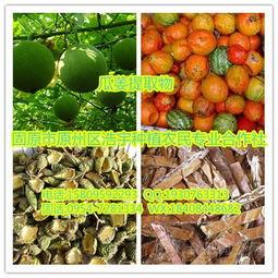 今日水瓜批发价格表,市场行情一览